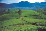 Bogawantalawa Tea sets global benchmarks in sustainable plantations
