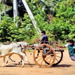 Bull-cart-races-is-back-in-the-North---Ruban