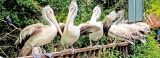 The pelican’s lunch hour at the zoo