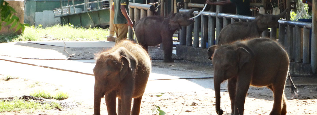 Vast crowds take the joy out of elephant attraction