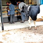 Borella - Hungry beings Pic by Priyanka Samaraweera