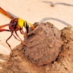 Children can learn about Sri Lanka's rich biodiversity in their own home gardens