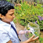 Releasing butterflies raised from catepillars