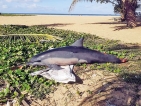 Panadura’s tailless dolphin exposes bycatch brutality