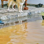 Kelanimulla Watch dog  Pix by Eshan Fernando