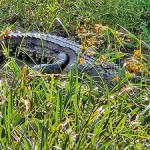 Rajagiriya - Camouflaged croc  Pix by  Priyanka Samaraweera