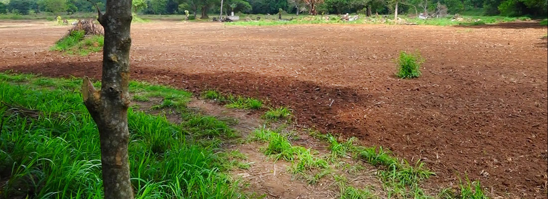 Man claiming to be Govt. supporter allegedly grabs playground, turns it into paddy field