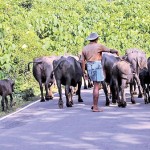 Elpitiya Following the herd