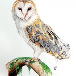 Barn-Owl