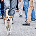 Kollupitiya Four legs also have their day         		       		                      Pix by Eshan Fernando