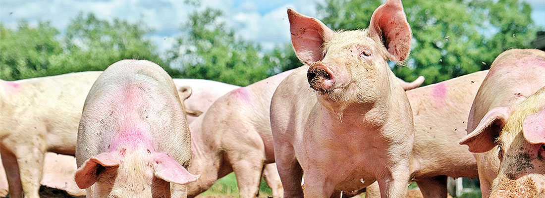 Devastating pig disease triggers tighter vigilance advice