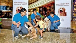 Mumbai Airport’s concept of emotional support dogs for travellers