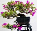 Reflect on the beauty of Bonsai