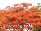 The tree that puts on a blazing red show when the weather turns hot