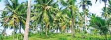 Expanding global coconut demand and the need for increasing local coconut production