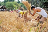 Government overhauls PMB to stabilise rice market to support farmers