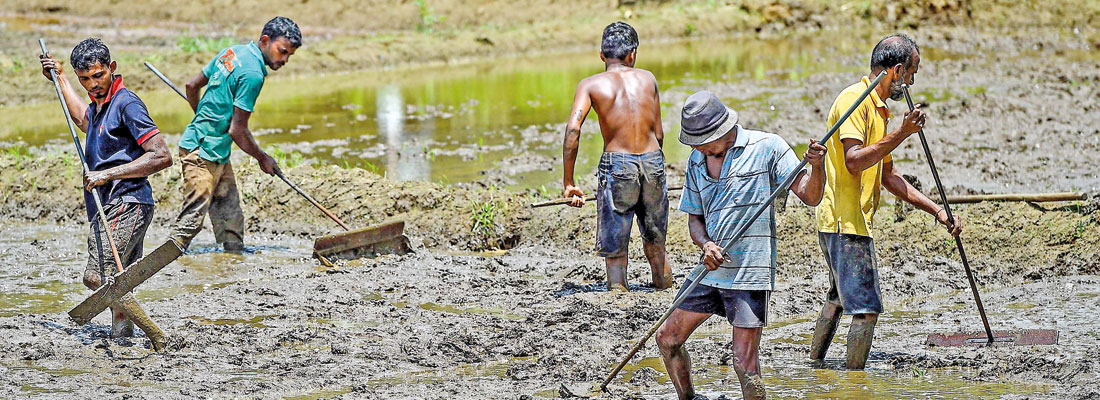 Jaffna battles rat fever outbreak after 6 deaths reported and more than 50 cases