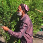 Little profit say fresh tree sellers