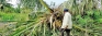 Sigiriya’s truant elephants destroy coconut plantation in Dambulla