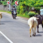 Mirissa Wrong side Pic by Priyanka Samaraweera