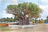 Tales of the Baobab