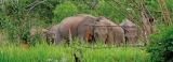 Chasing away elephant herds gives rise to other complications