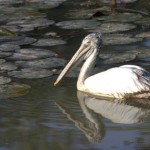 Pelawatte Spotted billed pelican