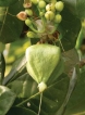 Fish poison tree, common  sight along sandy beaches