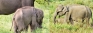 Drastic drop in wild elephant numbers at Uda Walawe National Park