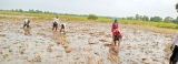 Bad weather in north and east a harbinger of bad news for harvesting farmers