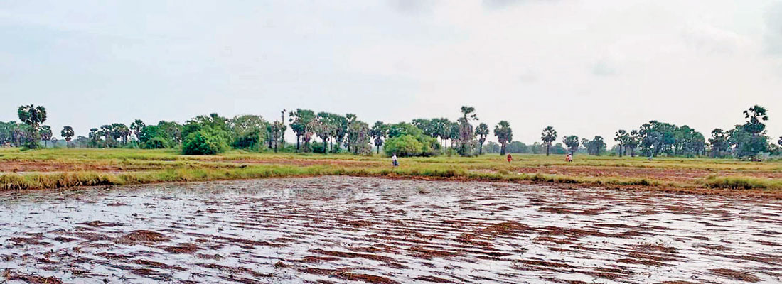 Govt. paddy price fails to help Vavuniya farmers, many forced to sell to private collectors