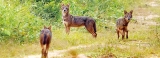 Sightings of elusive golden jackal underline importance of Colombo’s wetlands