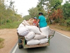 Paddy harvesting begins