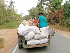 Paddy harvesting begins