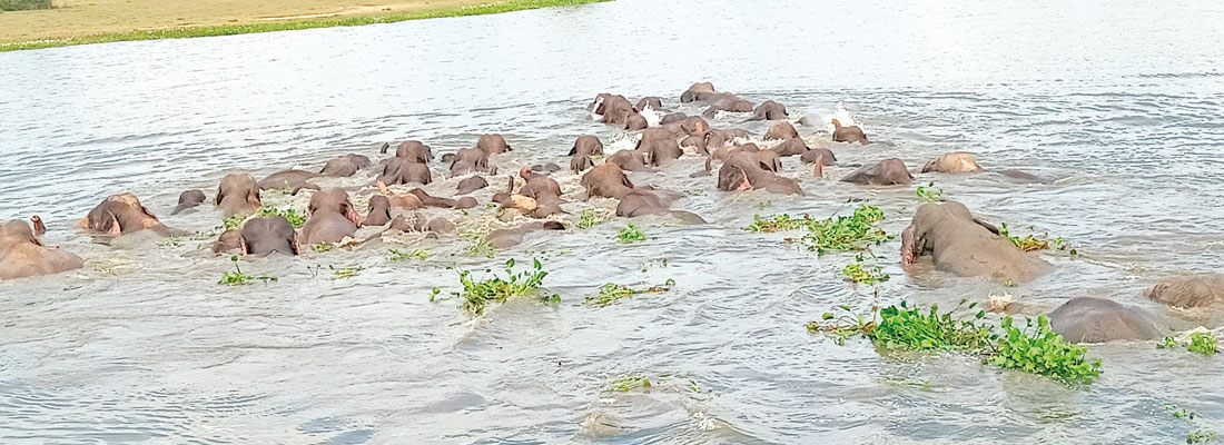 Elephant crossing