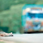 Jackal-killed-by-vehicles-(c)-Banu-Mapalagama_P18