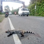 Ring-tailed-civet-(c)-Bandarawela-2019-Srinath-Dissanayake_P18