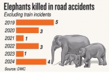 Elephant tusk-loss in bizarre accident highlights growing road danger