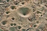 A lot more to dig up on nature’s sand artist