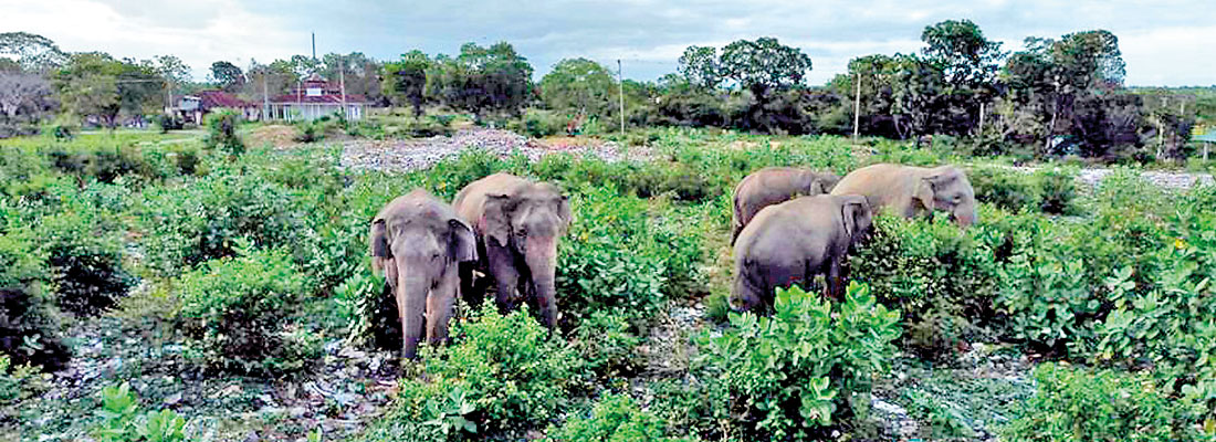 Farmers face jumbo threat night and day in Ampara