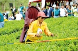 Community spirit at Hayleys  Best Tea Harvester Competition