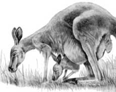 Kangaroo